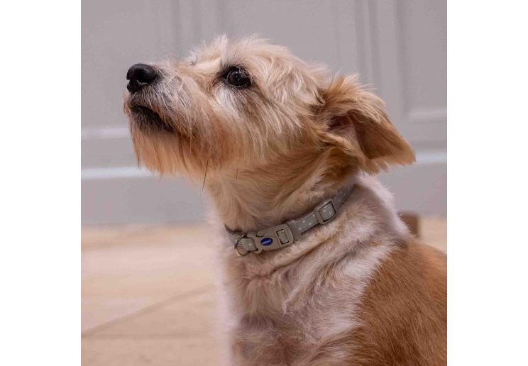 Small Bite Polka Collar Lead Set Pebble