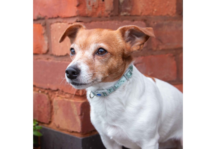 Small Bite Floral Collar Lead Set Sage