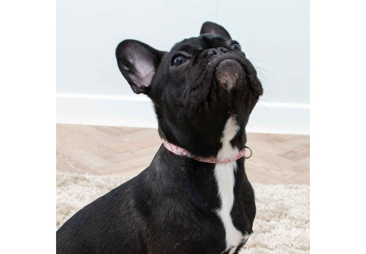 Small Bite Floral Collar Lead Set Rose