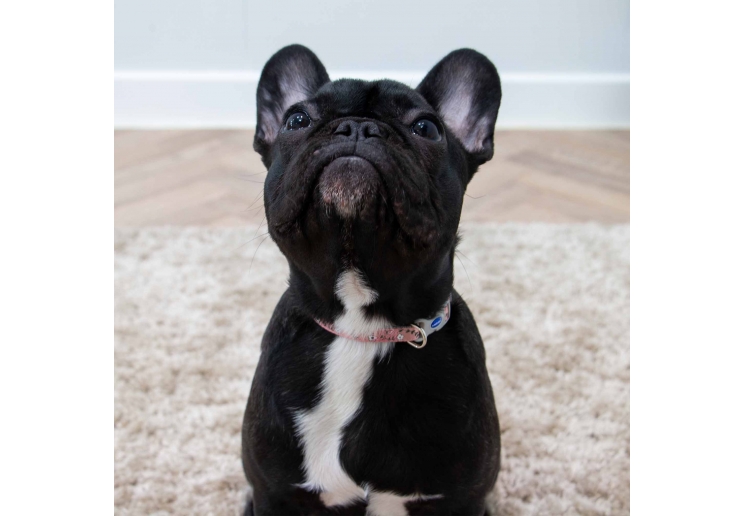 Small Bite Floral Collar Lead Set Rose