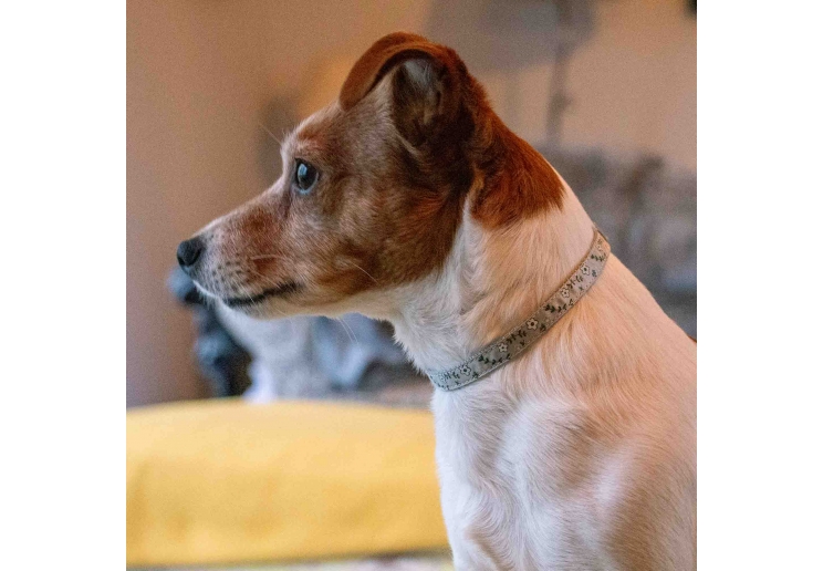 Small Bite Floral Collar Lead Set Pebble