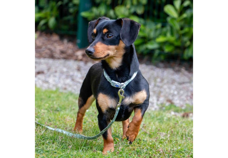 Small Bite Stars Collar Lead Set Sage