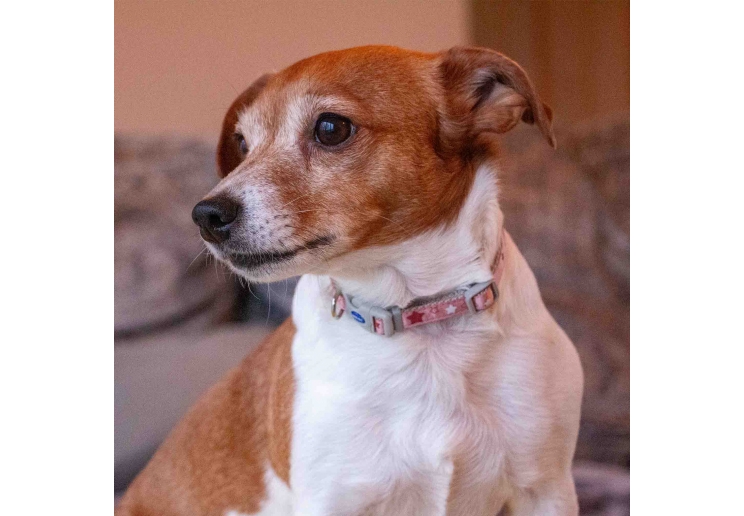 Small Bite Stars Collar Lead Set Rose