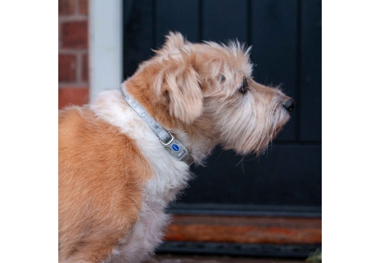 Small Bite Stars Collar Lead Set Pebble