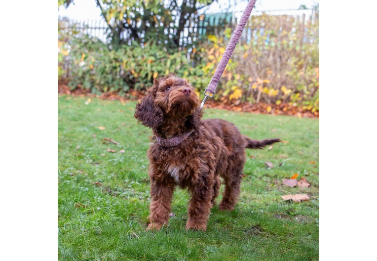 Small Bite Teddy Bear Collars Sage Small 20-30cm