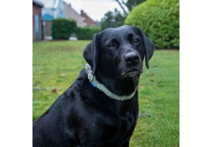 Small Bite Teddy Bear Collars Sage Small 20-30cm