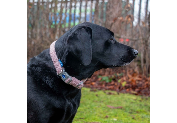 Small Bite Teddy Bear Collars Rose Small 20-30cm