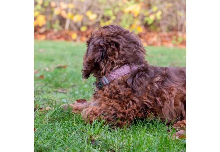 Small Bite Teddy Bear Collars Pebble Small 20-30cm