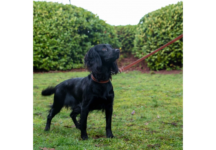 Heritage Leather Lead Oxblood 100cm x 19mm | 50kg