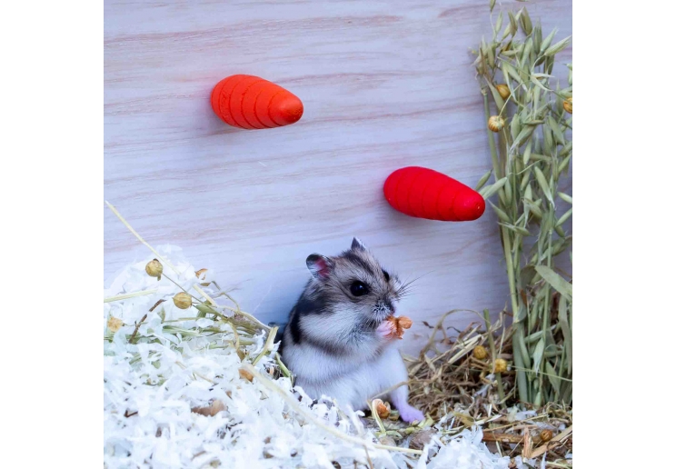 Gnaw Carrot - Small 2pcs