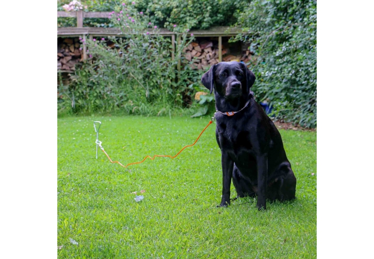 Tie Out Cable Small 2.3m X3mm