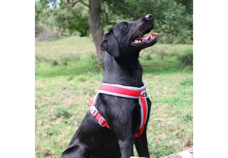 Viva Padded Harness Red M 41-53cm