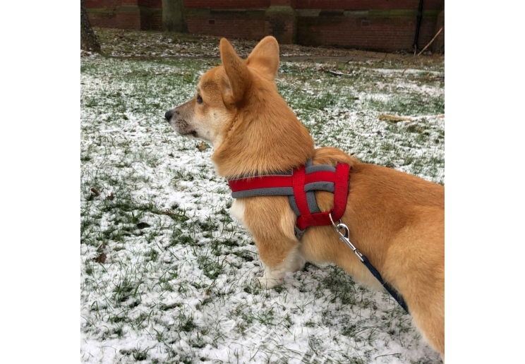 Viva Padded Harness Red M 41-53cm