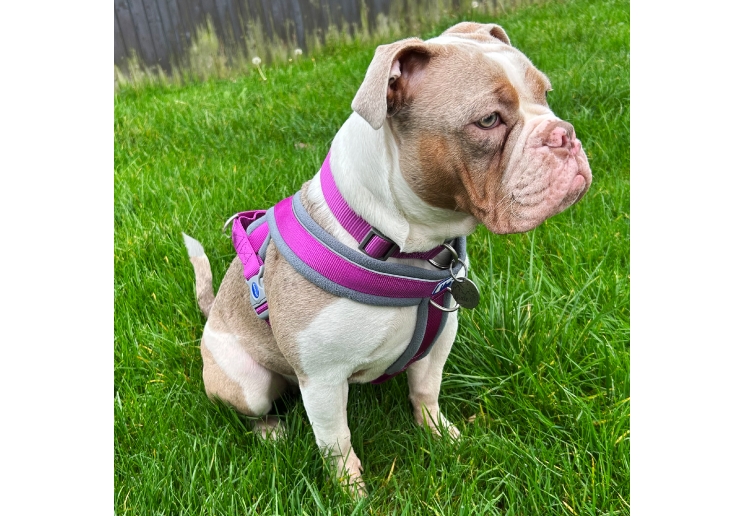 Viva Padded Harness Purple L 52-71cm