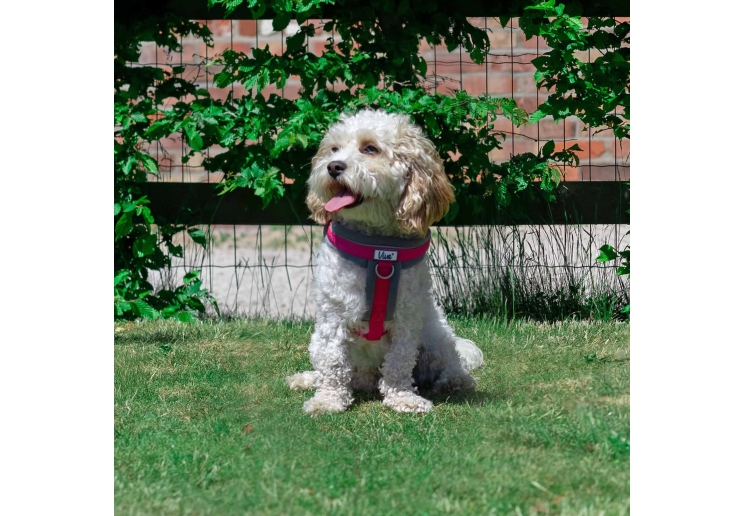 Viva Padded Harness Pink XL 70-98cm