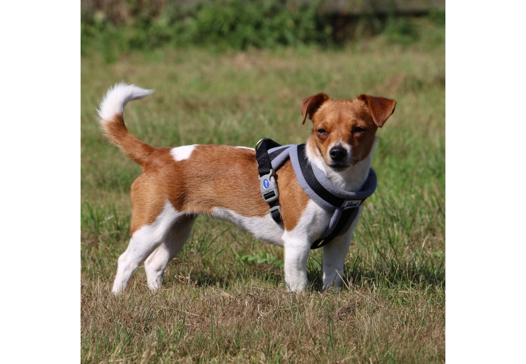 Viva Padded Harness Black XXL 97-130cm