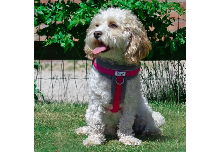 Viva Padded Harness Pink XXL 97-130cm