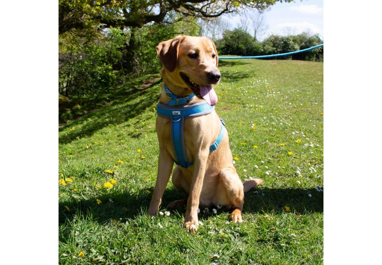 Viva Padded Harness Blue XXL 97-130cm