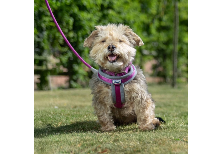 Viva Padded Harness Purple XXL 97-130cm