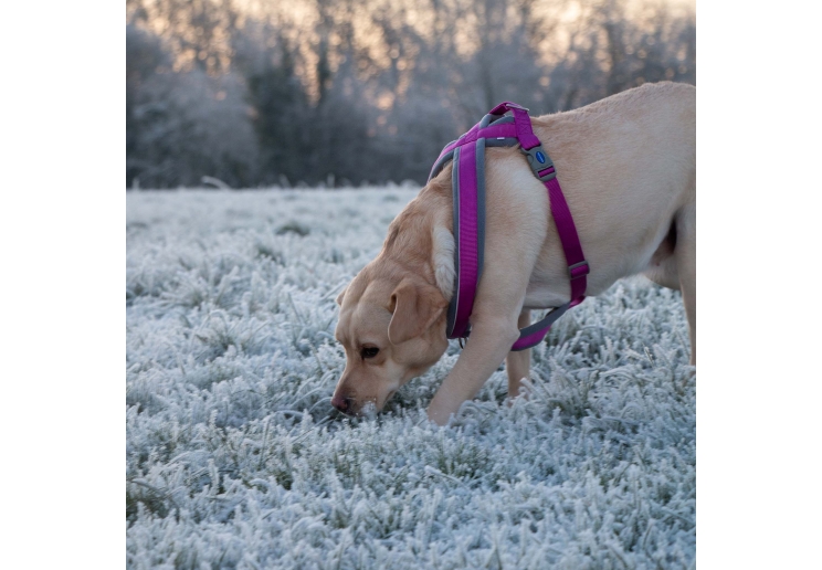 Viva Padded Harness Purple XXL 97-130cm