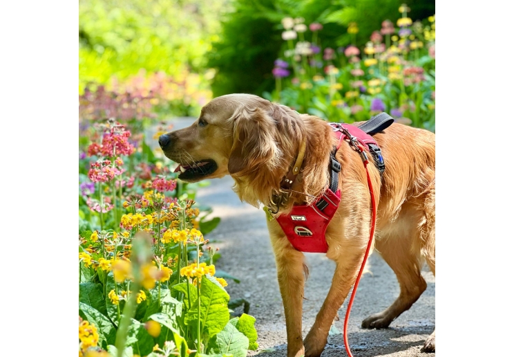 Viva Exercise & Travel Harness Red S 35-45cm
