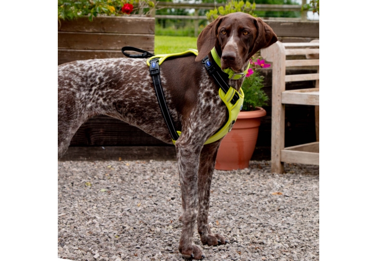 Viva Exercise & Travel Harness Pink M 45-65cm