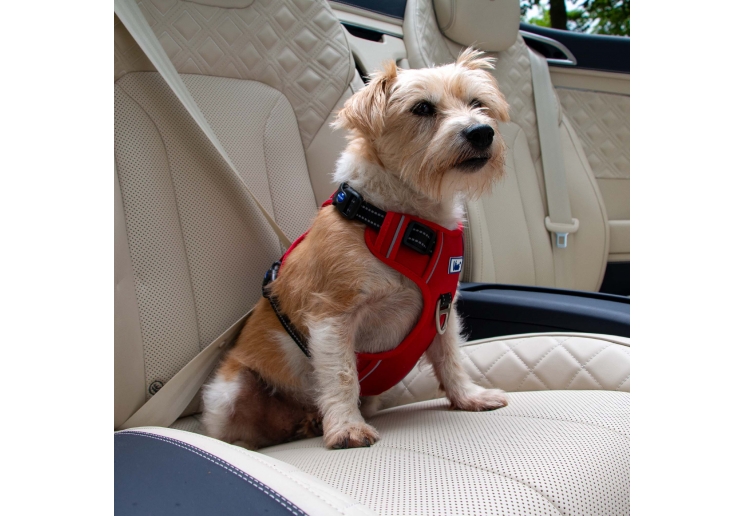 Viva Exercise & Travel Harness Red XL 80-120cm