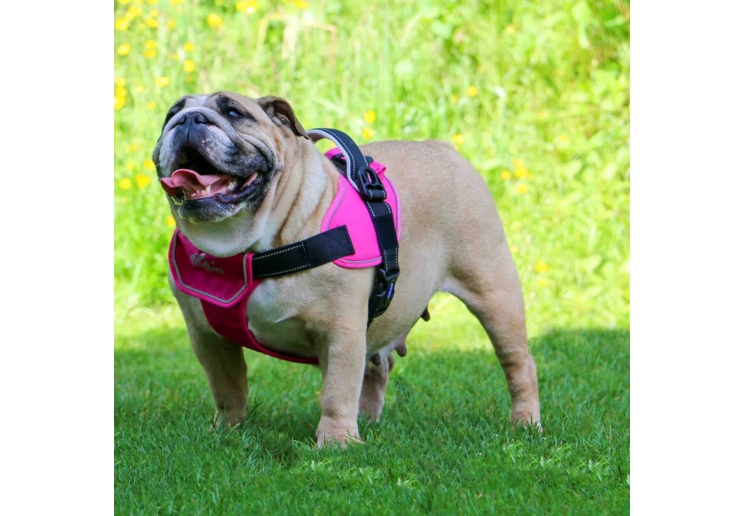 Extreme Harness Pink L