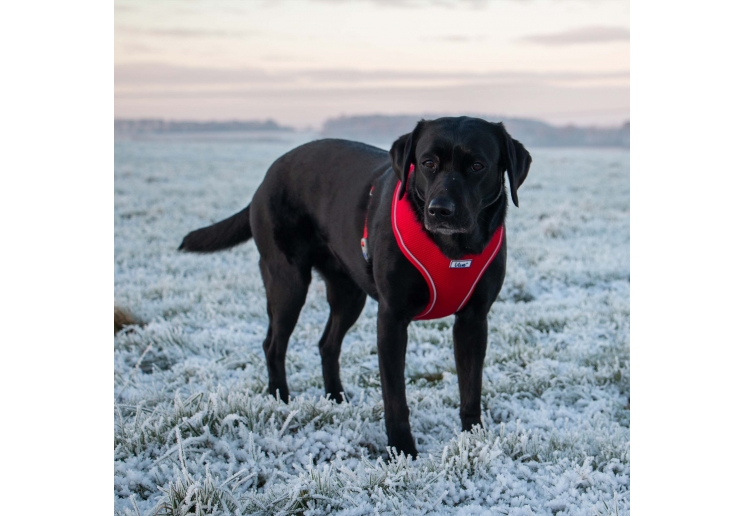 Viva Comfort Dog Harness Red XS 28-40cm
