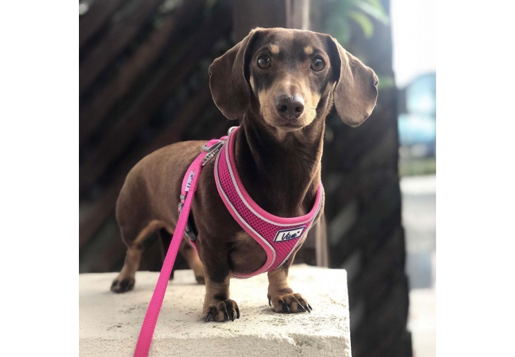 Viva Comfort Dog Harness Pink S 34-45cm