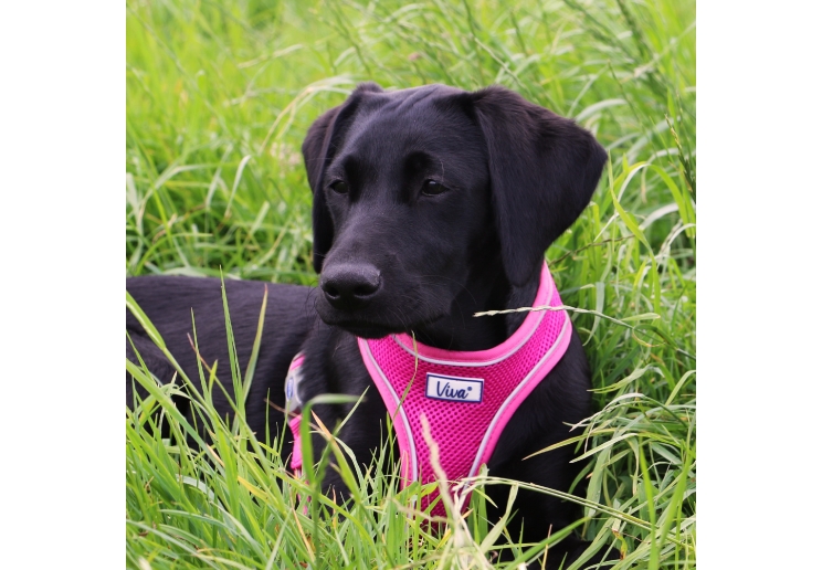 Mesh Dog Harness