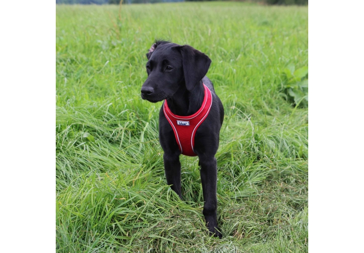 Viva Comfort Dog Harness Red M 44-57cm