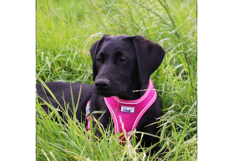 Viva Comfort Dog Harness Pink M 44-57cm