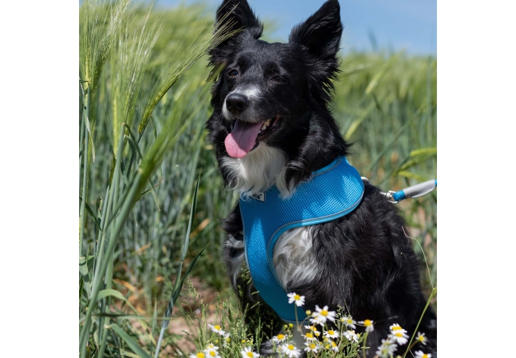 Viva Comfort Dog Harness Blue M 44-57cm