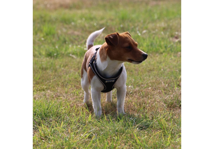 Viva Comfort Dog Harness Black L 53-74cm