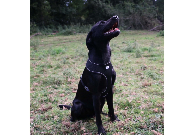 Viva Comfort Dog Harness Black L 53-74cm