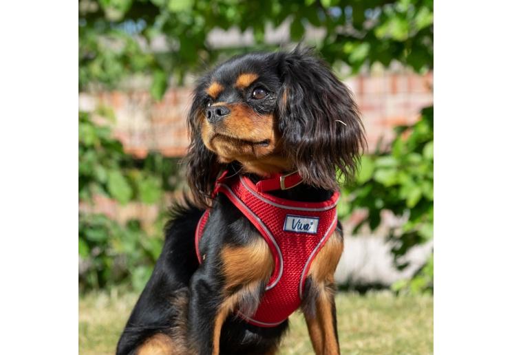 Viva Step-in Harness XL Red 60-67cm