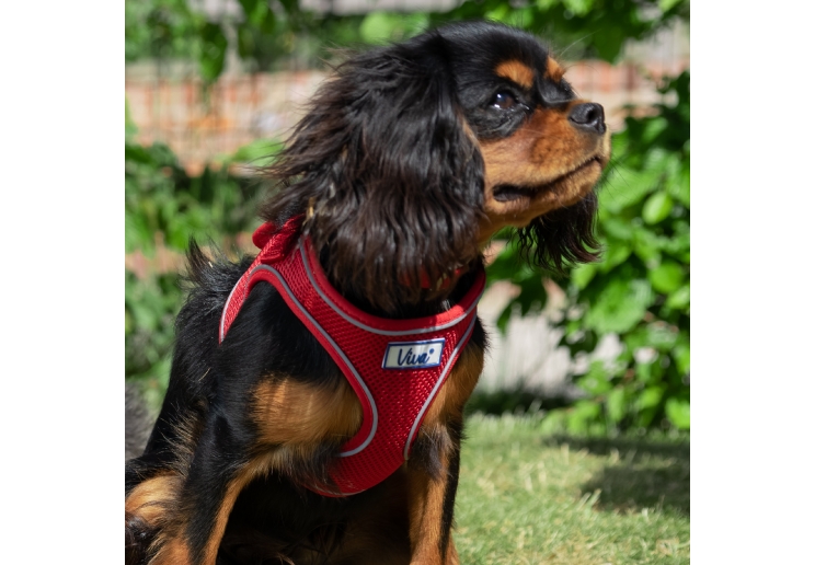 Viva Step-in Harness S/M Red 41-47cm