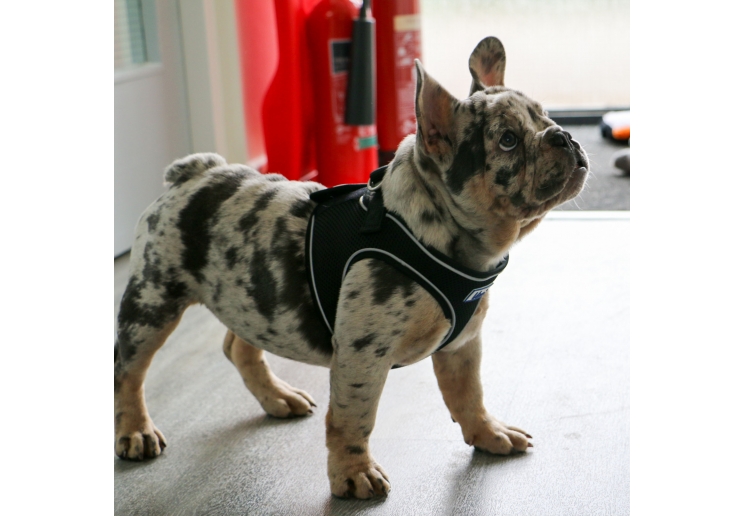 Viva Step-in Harness M Black 46-54cm