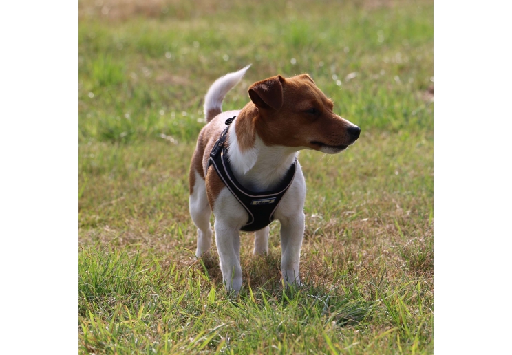 Viva Step-in Harness M Black 46-54cm