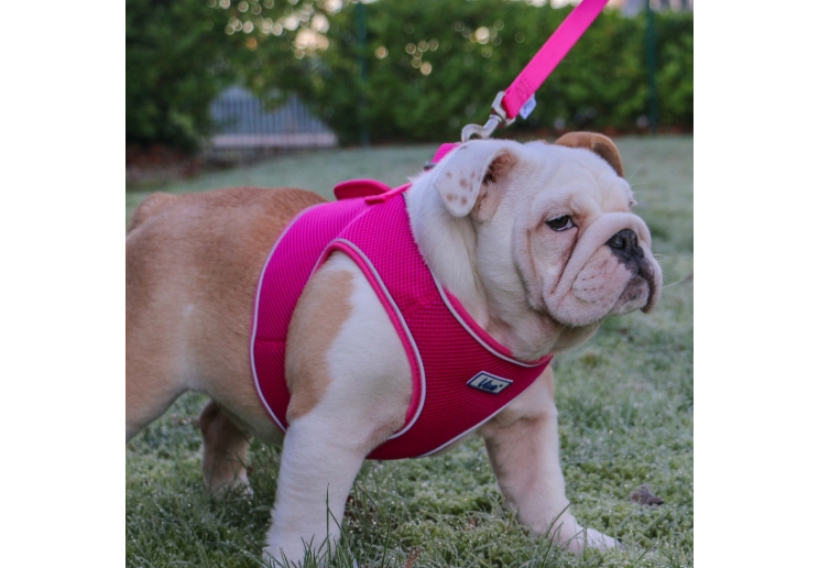 Viva Step-in Harness Pink M 46-54cm