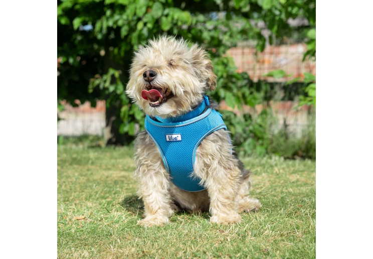 Viva Step-in Harness Blue M 46-54cm