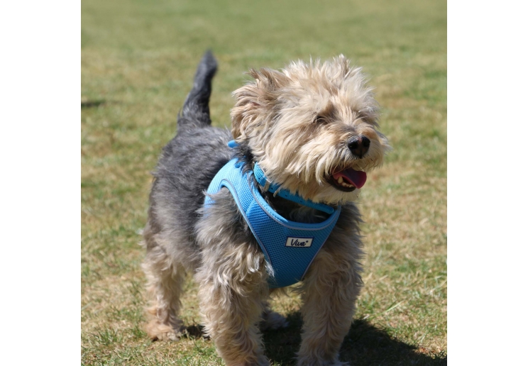 Viva Step-in Harness Blue M 46-54cm