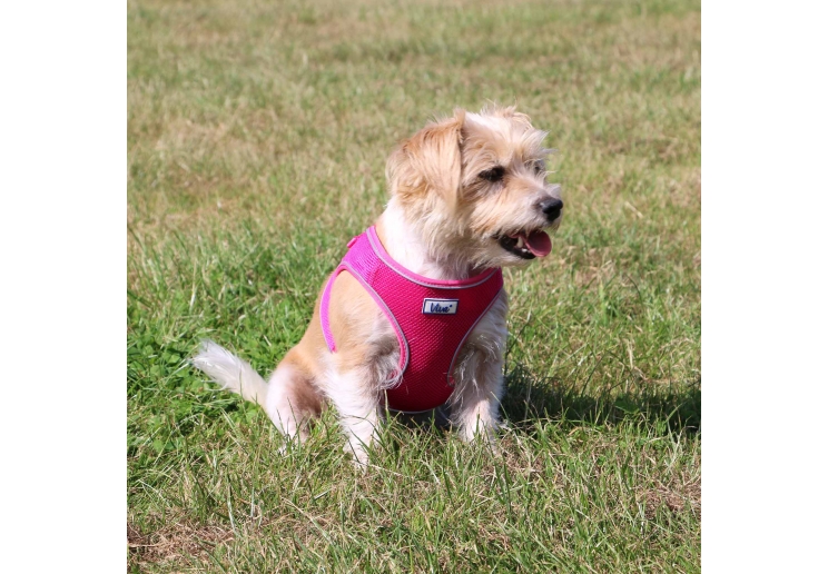 Viva Step-in Harness L Pink 54-60cm