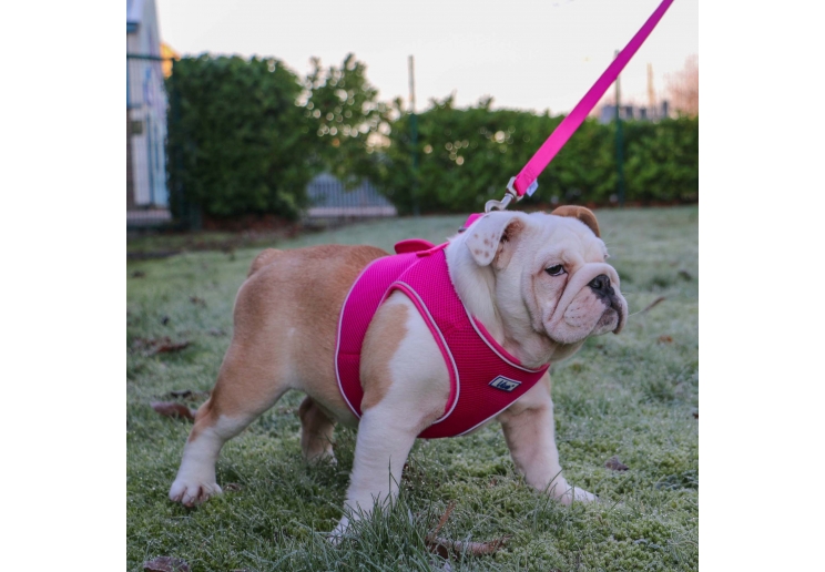 Viva Step-in Harness L Pink 54-60cm