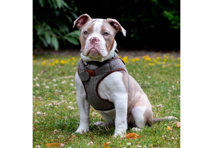 Heritage Herringbone Step In Harness S