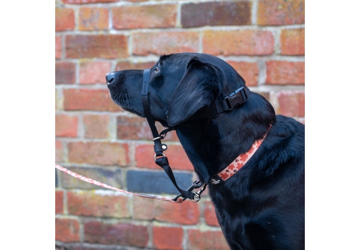 Nylon Training Halter M Sz 3-4