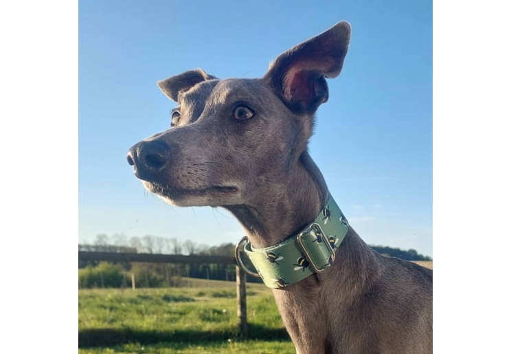 Soho Bee Martingale Collar - Small
