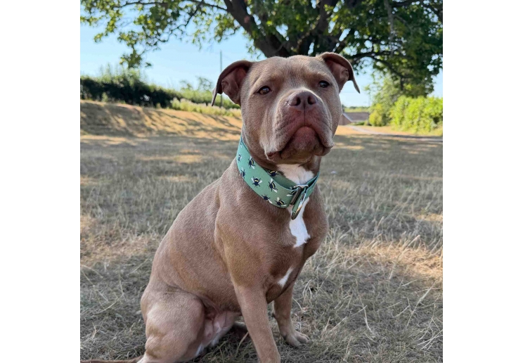 Soho Bee Martingale Collar - Small