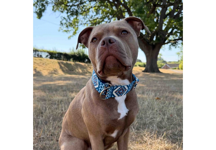 Soho Aztec Martingale Collar - Small